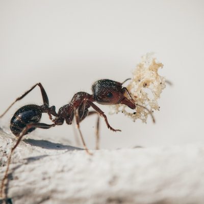 Come combattere le formiche in cucina